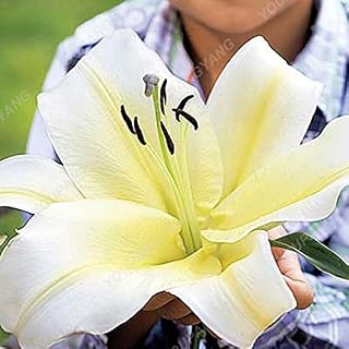 Amarillo True Lily Seeds 25 colores (semillas de lirio) bombillas de lirio, aroma débil Bonsai maceta para jardín en casa, 200 unidades amarillas
