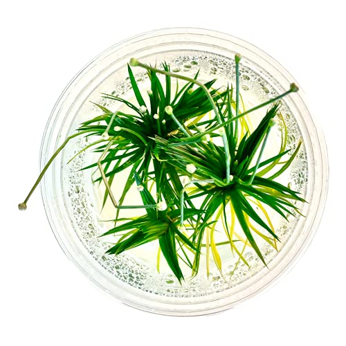 Eriocaulon Cinereum - Tissue Culture Cup | Aquarium Plants Factory