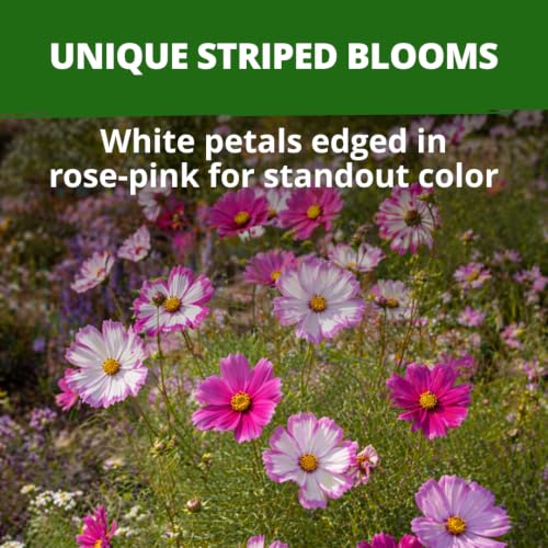 Image of HOME GROWN Candystripe Cosmos Seeds, 1200 Seeds, Cosmos bipinnatus