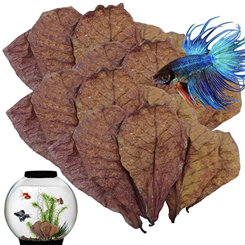 Generic Betta Foglie di gamberetti – Foglie di mandorla Betta Fish | Foglie di gambero per acquario Betta Fish Water Conditir | Aiuta ad abbassare il pH 'acqua 'acquario per gamberetti, pesci