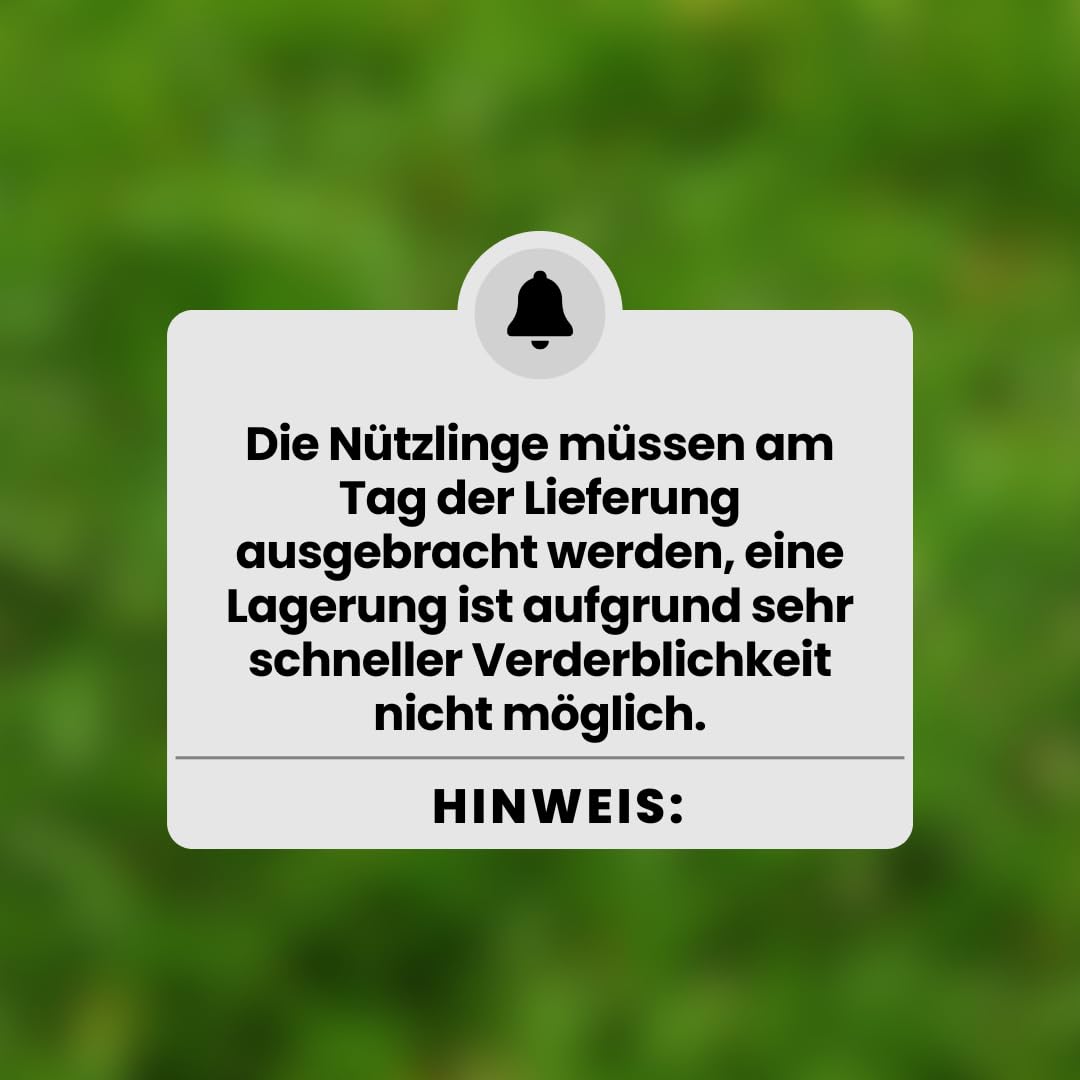 Siebenpunkt-Marienkäfer Eier/Larven (100-150)- Natürliche Schädlingsbekämpfung der Blattläuse für Garten, Kleingewächshäuser, Wintergarten, Büro - Coccinella septempunctata