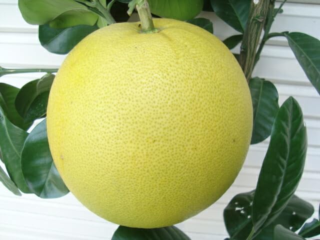 Amazon.co.jp: 【柑橘大苗】 晩白柚 3年生 接木苗 【ガーデン