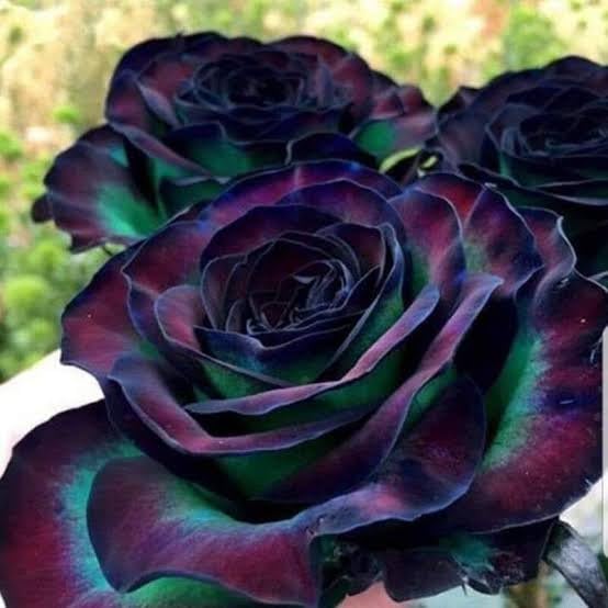 Rare Climbing Rose Live Flower Plant (Climbing Rose Plant, Purple) Rose Flower Blue, Multi Colour, Purple colour Rose Flower Tree Plant (hot Cilmate) (B0CLKB3HFH) Amazon Price History, Amazon Price Tracker