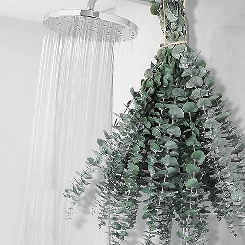 12 PCS Dried Eucalyptus Bundle for Shower - 17' Large Preserved Eucalyptus Stems Shower Plant, Fresh Real Eucalyptus Leaves for Shower Hanging, Artificial Flowers Arrangement, Home Bathroom Decor