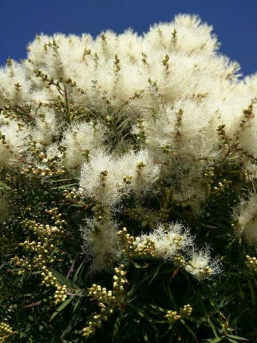 El aceite de semilla de árbol de té Melaleuca alternifolia se usa con fines medicinales
