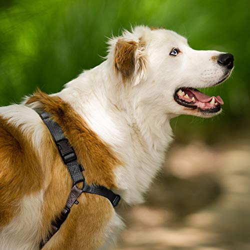 PetSafe Easy Walk-Geschirr, Anti-Zieh-Hundegeschirr, Verringert Würgen und Husten, Mit 1,8 M Leine, Größe L, Schwarz