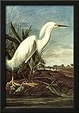 Audubon Snowy Egret Bird Art Poster Print Framed Poster 15 x 21in