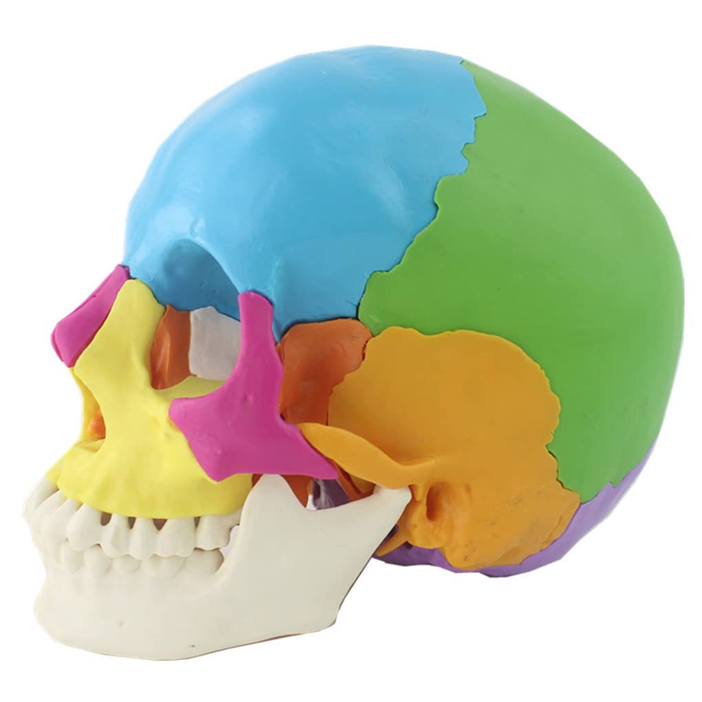 Cranio Modell 1: 1 Farbiges Menschliches Schädelmodell, Anatomisch, In 22 Teile Zerlegbar, Für Schulungszwecke Oder Als Dekoration Für Halloween-Partys.