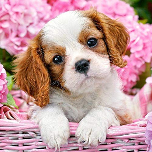 SUSSURRO Diamond Painting Kit Peinture Diamant 5D Complet DIY Broderie Diamant Chien Mignon Décoration Murale pour Enfant Adulte à la Maison, 25 x 25 cm