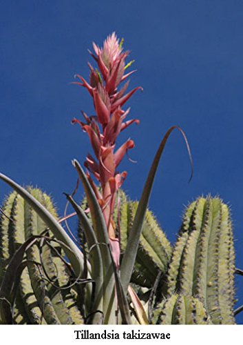 �y�ϗt�A���^��q�zTillandsia�G�A�v�����c �`�����W�A�^�e�B�����W�A 10�� (Takizawae) [���s�A���i]