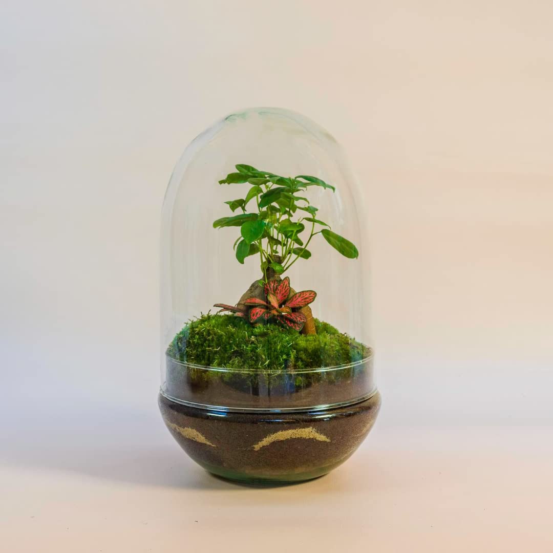 Terrario Plantas Cristal - Cúpula con Ficus Ginseng y Fittonia | Jardin Eterno en Cristal o Ecosistema Cerrado | Ideal para Decoración Hogar | Mediano, 30 cm x 19 cm