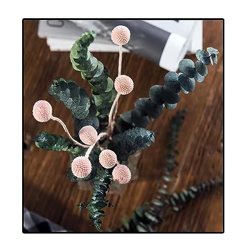 30 flores naturales secas Craspedia Billy Balls rosas miniatura 5