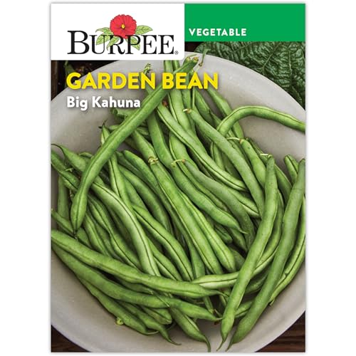 Burpee 'Big Kahuna' Green Bean Seeds - 21gm Non-GMO Seed Packet for Home Garden - Bush Bean, Container Friendy, Vegetable Seeds for Planting Outdoors, Fresh Green Beans