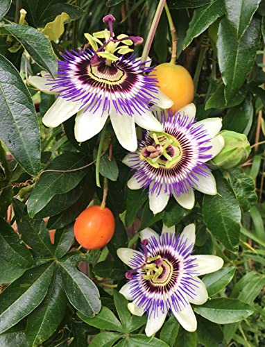 Passion Fruit Plant - Live Plant In A 4 Inch Growers Pot - Edible Fruit Bearing Vine For The Patio And Garden #TOP3