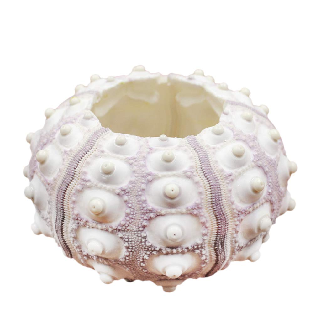 Air Sea Plants Tabletop Urchin Tillandsia Holder Miniature Gardening Decorations