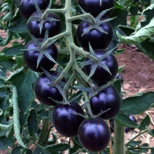 Buy4seeds 40 Finest Seeds Organic Tomato Black Cherry Useful for Garden and Outdoor