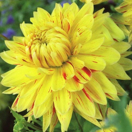 Dahlia Bulb/Tuber Dinner Plate 'Cambridge' WPC.Prins Summer Bulbs