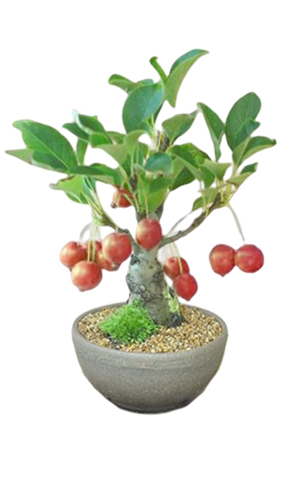 Amazon | 盆栽妙 りんごの盆栽 樹高約20cm 花 苗木 プレゼント bonsai