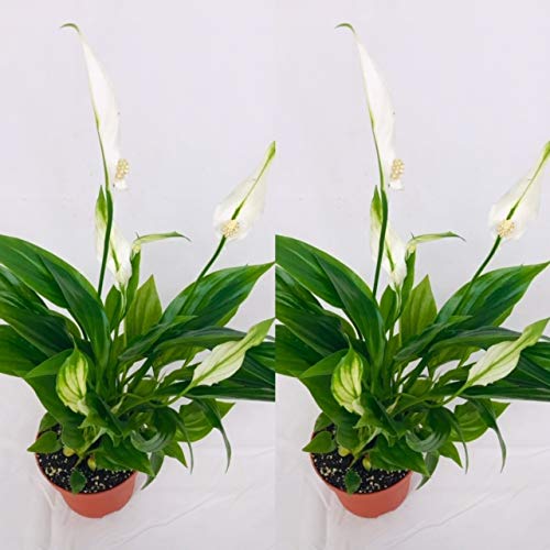 Spathiphyllum - Planta de lirio de paz (2 unidades, macetas de 9 cm)
