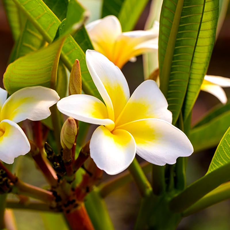 Buy Bharat Vumi Frangipani Tree | Exotic Plumeria with Stunning