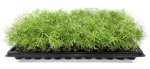 Fern Sprengeri | 3 Live Plants | Asparagus Densiflorus | Evergreen Ornamental Fern | Lush Green Foliage for Hanging Baskets & Borders
