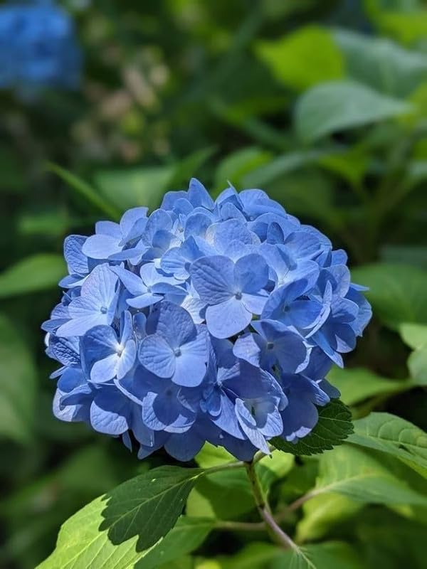 Hydrangea Blue Live Plant for Home Garden Pack of 1 : Amazon.in
