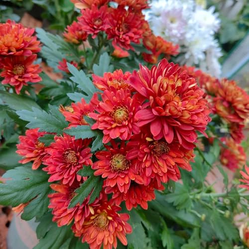 Semi di crisantemo, Le perenni sono perenni semi di campo Le da giardino roccioso 600pcs