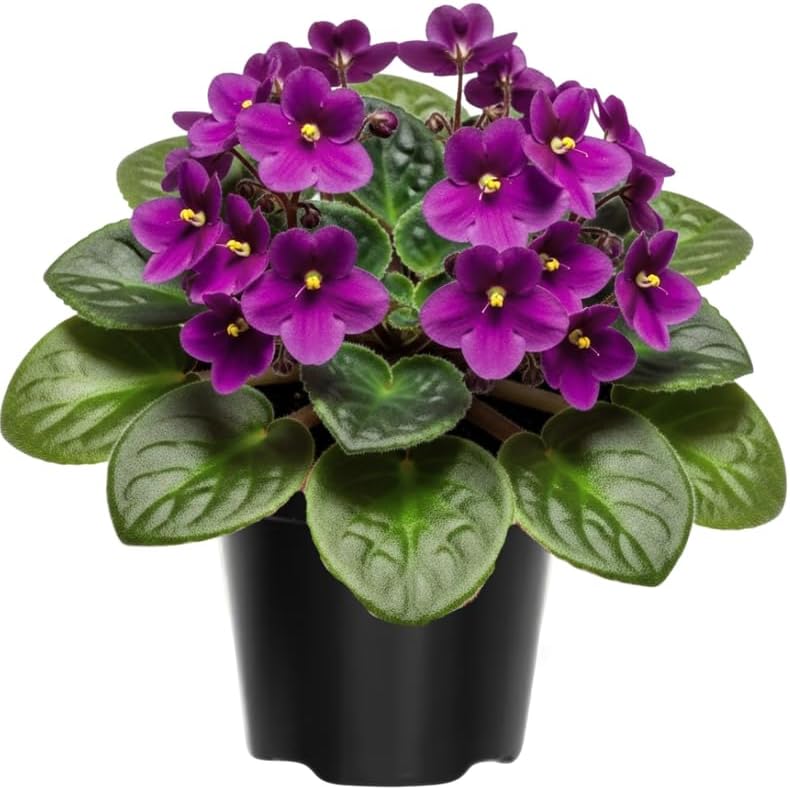 Purple African Violets Live Plants in Pots, Live African Violet Plants House Plant for Indoor Outdoor Décor, 4" Pot, Well-Rooted and Year-Round Blooming