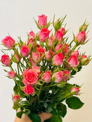  ؂ o sNF 27cm 10{ ݂܂