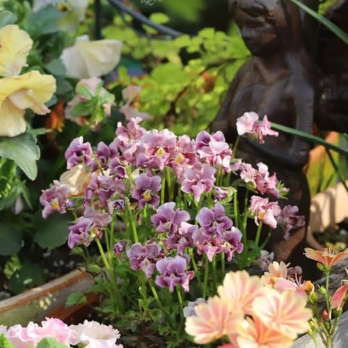 semi biologici di viola del pensiero ornamentali decorazione resistenti di viola del pensiero resistenti biologici per aiuola 40pcs