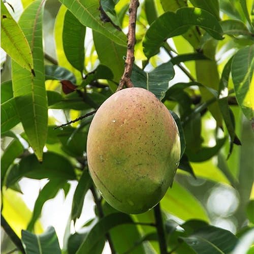 THE GREEN VIEW GARDENS Amrapali Mango,Aam (Grafted) Live Plant,Very ...