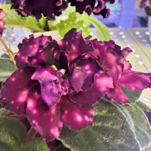 acquistare semi di violetta africana da giardino, appartamento di violetta africana di perenni resistenti per luoghi 10pcs