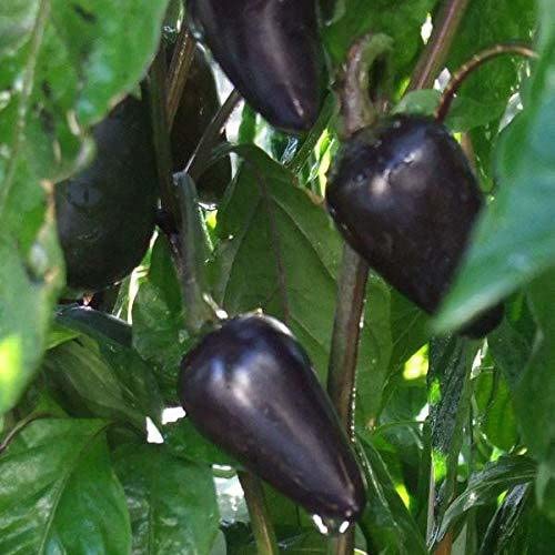 Zomoloco_� Chilli seeds Black Cobra Hot Pepper_X1459(10per packet)