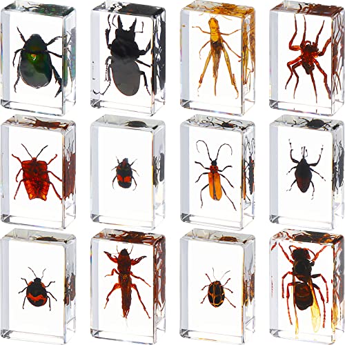 12 Pcs Insect Specimens for Kids Bug Collection Kit Real Specimens of Various Butterflies Beetles, Kids Biology Science Educational Toy, Back to School Gift for Classroom Teacher Student(Insect)