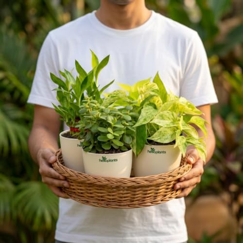 Image of Marble Money Plant, Lucky Bamboo, Jade Plant & Golden Money Plant Live Indoor 4-Plant Combo in 4-Inch Self-Watering Matte White Pots | Vastu Prosperity, Feng Shui Lucky Plants for Wealth
