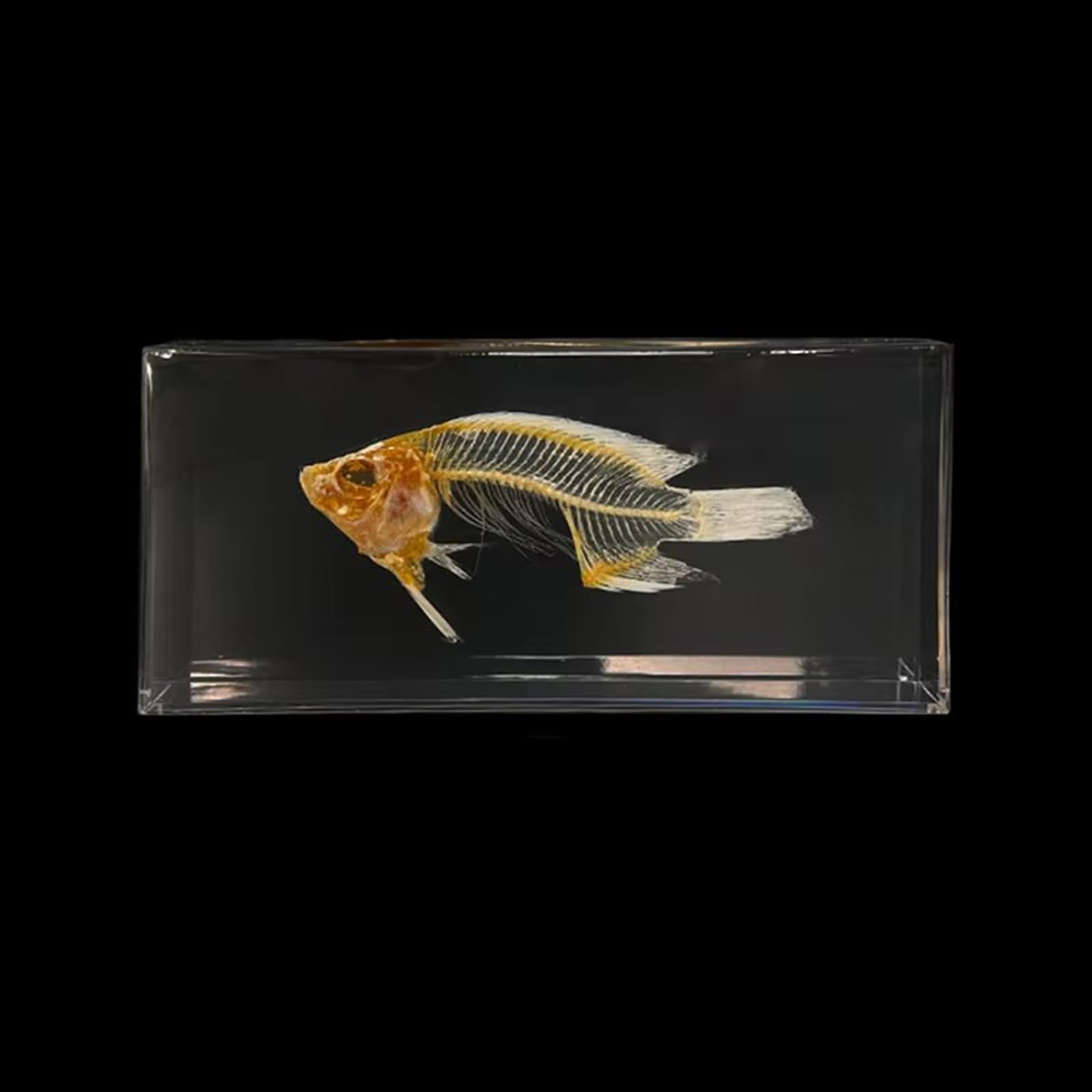 Taxidermy Insect Resin Skeleton, Real Animal Skeleton Block Embedded Specimen for Science Education(Fish Skeleton)