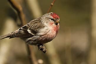 Posterazzi Close Up Of Redpoll Songbird Alaska Spring Poster Print (36 x 24) - coolthings.us