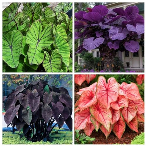 Large-Leaf Elephant Ear, Garden Decorative Planting-c-4 Bulbs