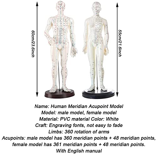Modèle d'acupuncture précis pour maîtriser les points TCM et les méridiens - 3