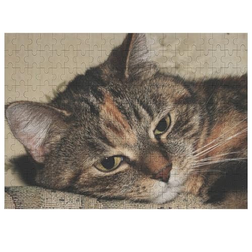 L   pY NG[VAjObY X^CbV l jp D ߋ t@[Xg`CX ؐ  Ǐ葡蕨 av[g 200 PCS