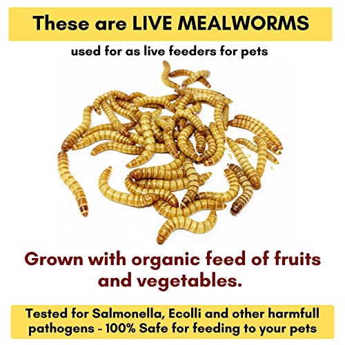 Curated visual reference: Visual Reference: Larvae Live Mealworms High Protein Treat Food For Aquarium Fishes