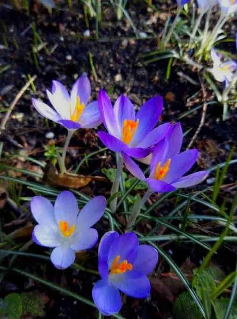 See full amazon price history chart for MVKR Live Blue Rain Lily Gray Grass Zephyranthes I With Growbag. MVKR Live Blue Rain Lily Gray Grass Zephyranthes I With Growbag. (B0BTTM16HH) Amazon Price History, Amazon Price Tracker
