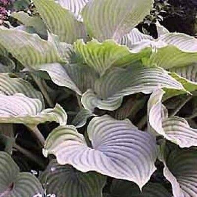 hosta Komodo Dragon Large Upright Disease-Free 2.5" Pot = 1 Live Potted Plant