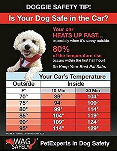 Dog Left in Car Warning Note -10 Pack