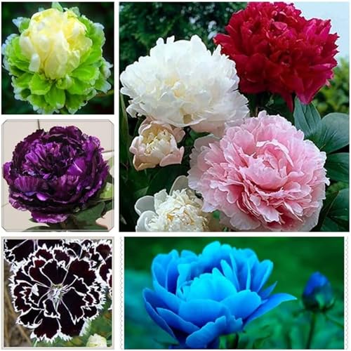 Peony Bulbs for Planting Now UK Plant Bulbs Hardy Perennial Garden Flowers Flowering Bulbs Greening Flower Wedding Flowers Strong Plants That Grow Well-1Bulb-A