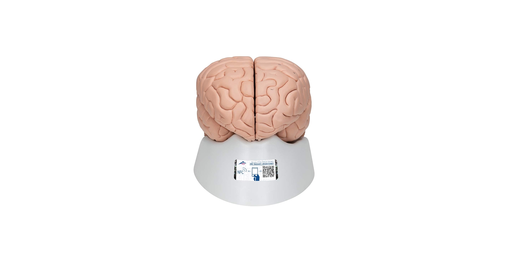 3B Scientific C17 Deluxe Brain 8-part - 3B Smart Anatomy