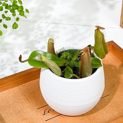 PLANCHU HA lyeX r[`oI × PO 3۔ ĕt N. veitchii bareo × N. Cemerlang Ec{JY