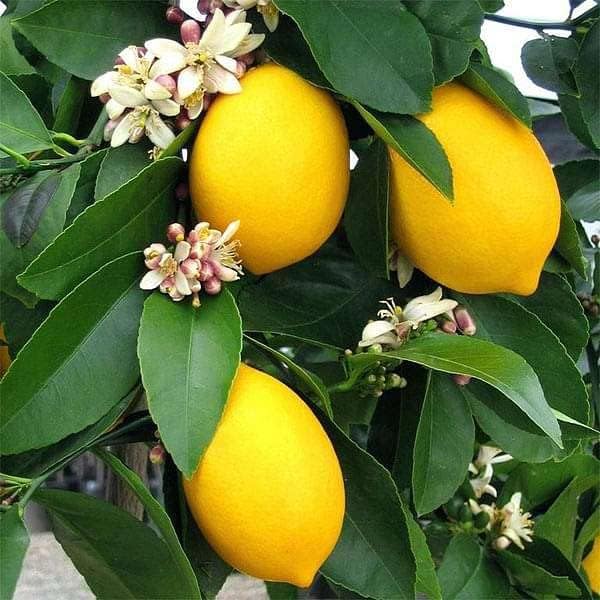 Image of Hybrid all season kagzi lemon tree live plant, hybrid live plant for kagji lemon tree for all season, plant sapling(Pack Of 1),CF L118