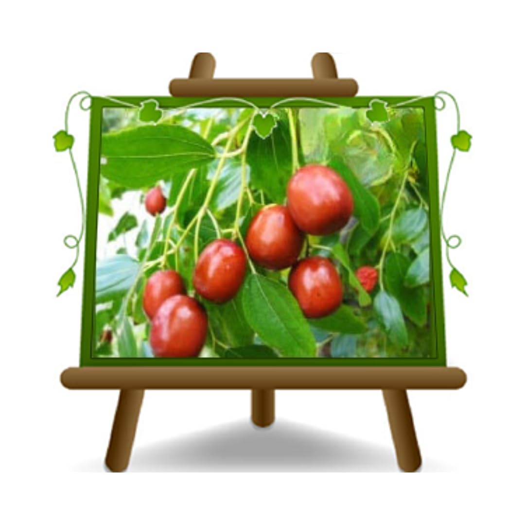 Sentirsi Male Discriminazione Sinewi Goji Coltivazione In Vaso Amazon Messaggio - Foto 5