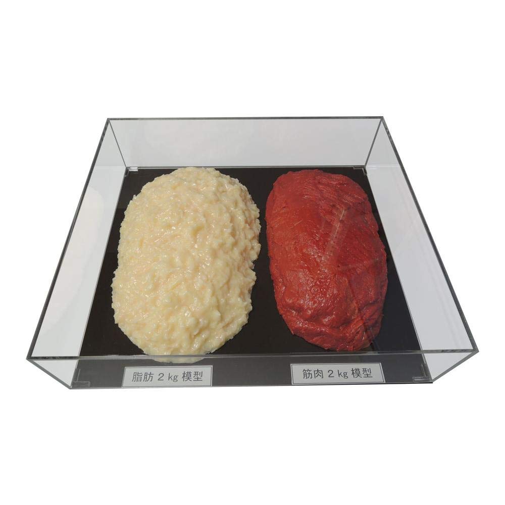 Amazon.co.jp: 脂肪/筋肉対比セット(アクリルケース入)2kg IP-983